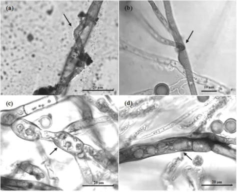 Gambar 4.2. Mikoparasitisme kapang Trichoderma spp.