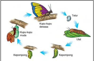 Gambar 6. Gambar Ilustrasi Proses Metamorfosis Kupu-kupu   (Sumber:  https://riatriminarni.files.wordpress.com/2013/01/daur-kupu.jpg ) 