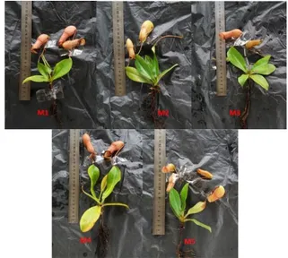 Gambar 2.   Tinggi  tanaman  Nepenthes  sumatrana  (Miq)  Beck  pada  berbagai  media  tanam