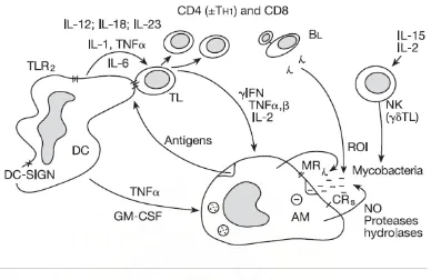 Gambar 1 Peranan sel dendritic (DC), makrofag alveolar (AM), Limfosit T (TL), CD4, 