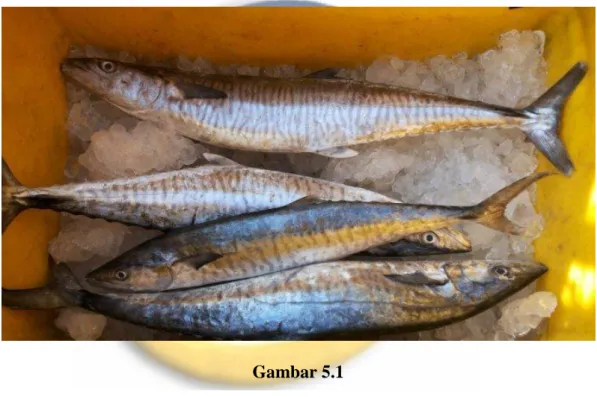 Gambar 5.1  Ikan Tenggiri 