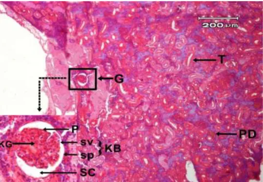 Gambar  3.  Struktur  histologi  ginjal  ikan  gabus.  Glomerulus  (G),  Tubulus  (T)  dan  Pembuluh  Darah  (PD),  Kapsula  Bowman  (KB),  stratum  visceral  (sv),  stratum  parietal  (sp),  Spatium  capsulare  (SC),  Kapiler Glomerulus (KG) dan Podosit (
