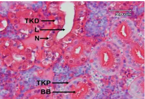 Gambar 4. Histologis tubulus ginjal ikan gabus. Tubulus Kontortus Distal (TKD), Lumen (L), Tubulus  Kontortus Proksimal (TKP), Nukleus (N)   dan  Brush border (BB)