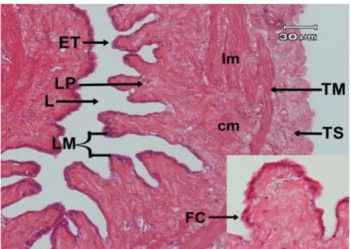 Gambar  5.  Histologis  vesika  urinaria  ikan  gabus.  Epitel  Transisional   (ET), Lamina Propria (LP), Lumen (L), Lipatan Mukosa (LM), Jaringan Ikat (JI), Tunika Serosa (TS),  Tunika Muskularis (TM): longitudinal muscularis (lm), circular muscularis (cm