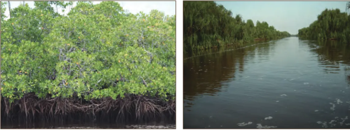 Gambar 3.6  Foto a: Ekosistem Mangrove; Foto b: Ekosistem Reparian