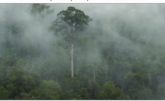 Gambar 3.8  Kanopi hutan dipterokarpa di Provinsi Kalimantan Timur