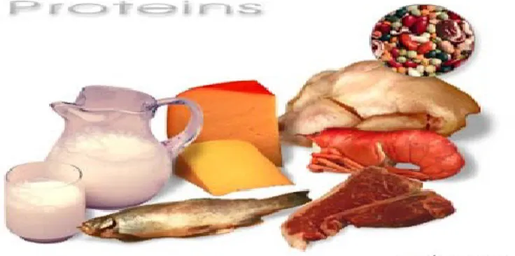 Gambar 1.2. Sumber pangan protein 