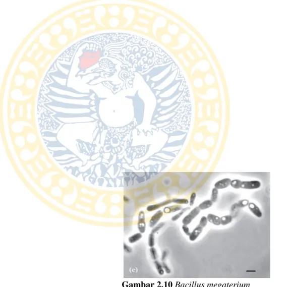 Gambar 2.10 Bacillus megaterium