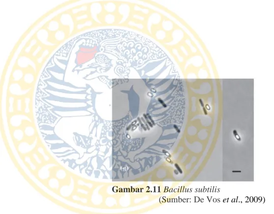 Gambar 2.11 Bacillus subtilis