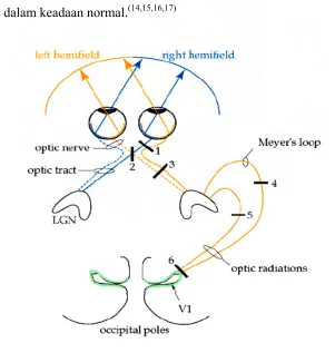 Gambar 3 : Visual Pathway 