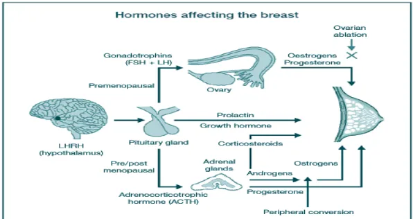 Gambar tersebut menunjukkan sistem kontrol payudara sebagai tumbuhan dan fungsi payudara