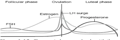 Grafik di atas menunjukkan fluktuasi hormon estrogen dan 