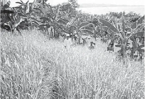 Gambar 9.  Perkebunan Penduduk.
