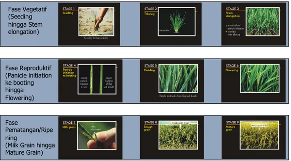 Gambar 2.6. Fase pertumbuhan tanaman padi (sumber: IRRI)