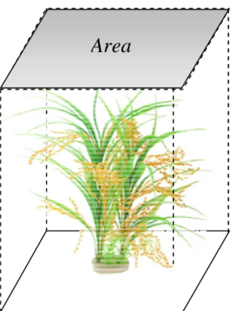 Gambar 2.8. LAI pada tanaman padi merupakan luas total daun per-unit permukaan tanah.