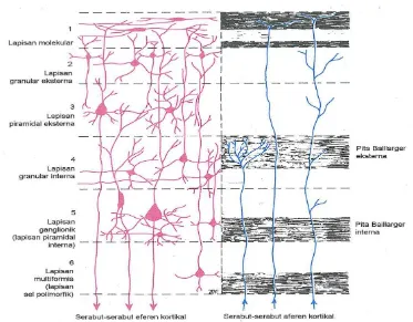 Gambar 12.Lapisan – lapisan korteks serebri (Snell, 2009) 
