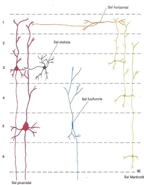 Gambar 13 Tipe – Tipe Utama Neuron Yang Terdapat  di Korteks Serebri  (Snell, 2009) 