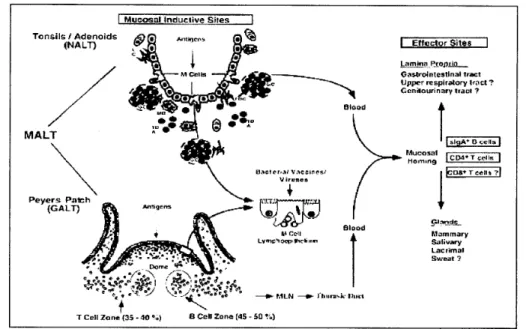 Gambar 8  Sel-sel M dan induksi kekebalan mukosa (Van Ginkel et al. 2000)  mukosa (mucosal effector sites)