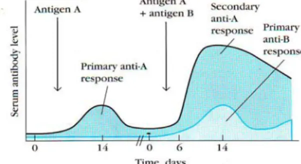 Gambar 7  Perjalanan waktu respon kebal primer dan sekunder terhadap antigen  (Kuby 2007)