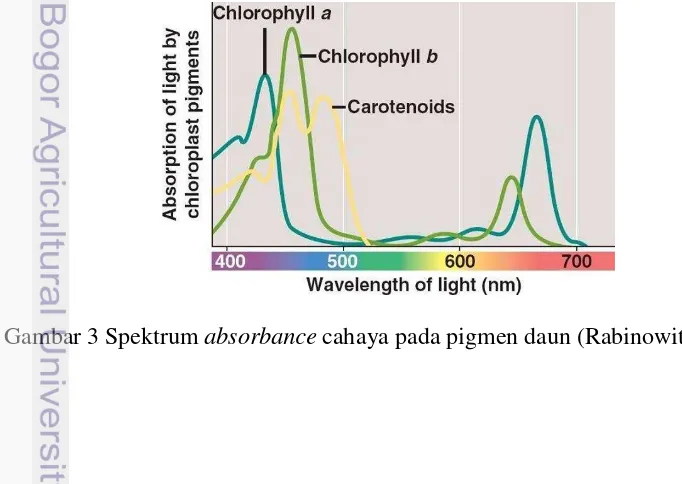 Gambar 3 Spektrum absorbance cahaya pada pigmen daun (Rabinowitch 1951) 