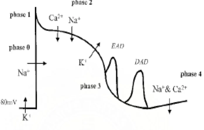Gambar 2.2. Arus ion yang mencetuskan potensial aksi, EADs dan DADs.dikutip 15 