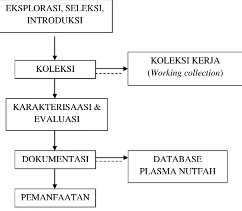 Gambar 2 . Skema alur kegiatan pengelolaan plasma nutfah kakao (Susilo, 2005). 