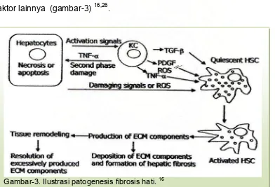 Gambar-3. Ilustrasi patogenesis fibrosis hati. 16 