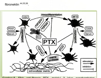 Gambar-8. Efek anti-fibrosis PTX, melalui 3 jalur: penghambatan transdiferensiasi, proliferasi HSC dan sintesa MES