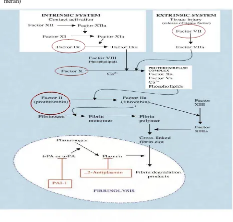 Gambar 2. Mekanisme kerja warfarin pada sistem koagulasi dan  (dalam lingkaran 