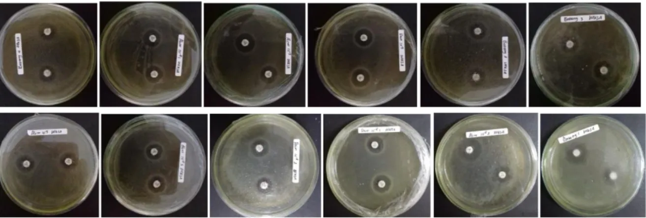 Gambar  1.  Penampakan  zona  bening  (zona  hambat)  dari  dua  belas  isolat  bakteri  endofit  kayu  jawa  (Lannea coromandelica) terhadap MRSA 