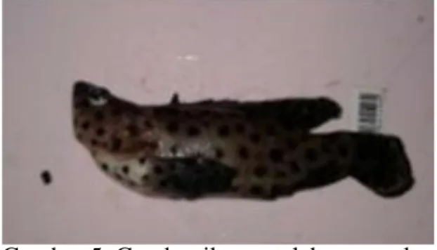 Gambar 5. Gambar ikan setelah  mengalami  perubahan morfologi mulut  2.  Pertumbuhan Mutlak 