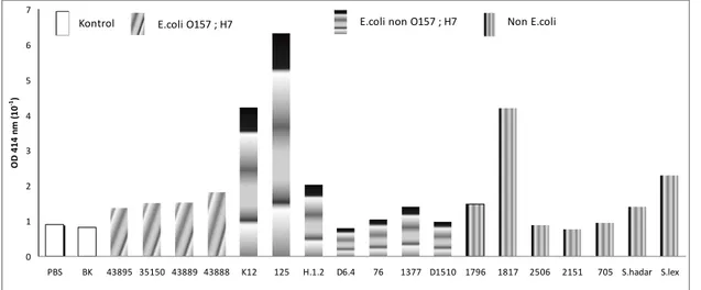 Gambar 1.  Pengujian spesifitas klon F6 terhadap E.coli O157:H7, E.coli non O157:H7 dan non E.coli 