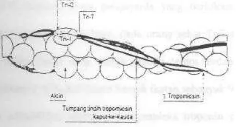 Gambar 1. Model filamen tipis otot jantung
