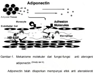 Gambar-1. Mekanisme molekuler dari fungsi-fungsi  anti aterogenik 
