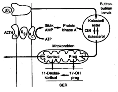 Gambar 6   . Mekanisme kerja ACTH terhadap sel-sel yang mensekresi kortisol pada dua  zone  bagian  dalam  darii  kortek  adrenal