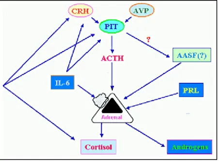 Gambar 8. Ilustrasi skematik Pengaturan androgen adrenal. 