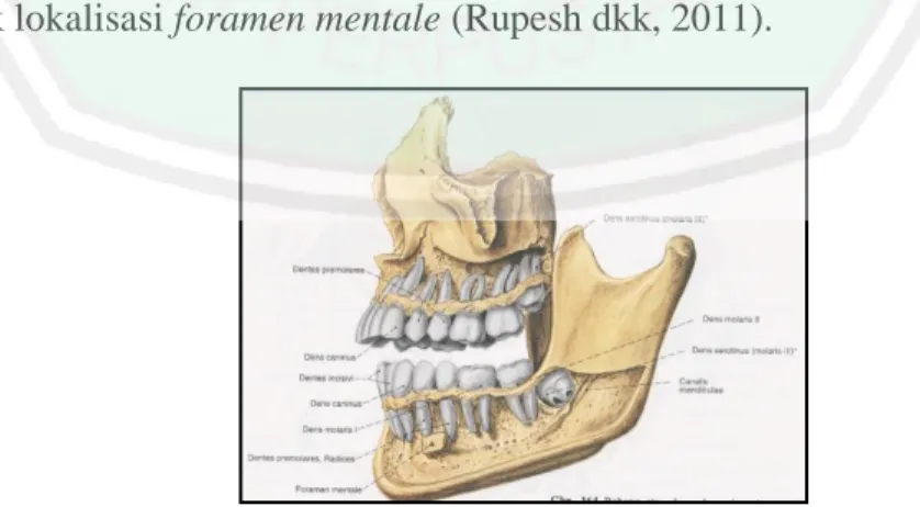 Gambar  2.1  menunjukkan  bahwa  foramen  mentale  terletak  di  antara  gigi  premolar  bawah