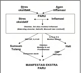 Gambar 3. Mekanisme Inflamasi sistemik akibat stres oksidatif 