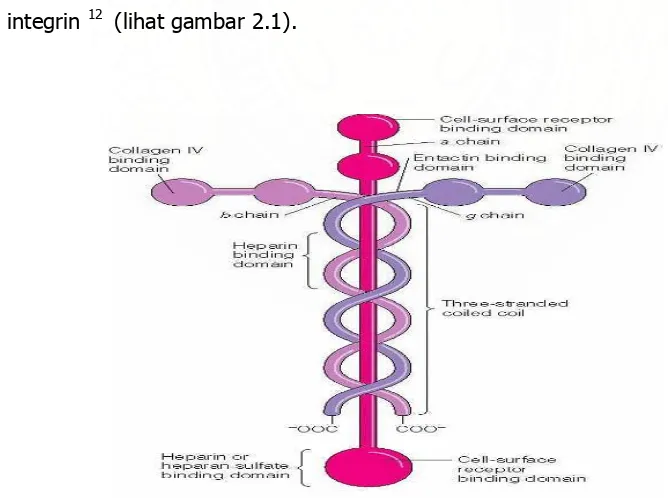 Gambar 2.1. Struktur Molekuler Laminin 40