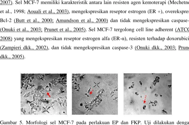 Gambar  5.  Morfologi  sel  MCF-7  pada  perlakuan  EP  dan  FKP.  Uji  dilakukan  dengan  menginkubasi  5×103  sel  MCF-7  dengan  EP  (25-100  µg/mL)  dan  FKP  (10-500  µg/mL)  selama  48  jam