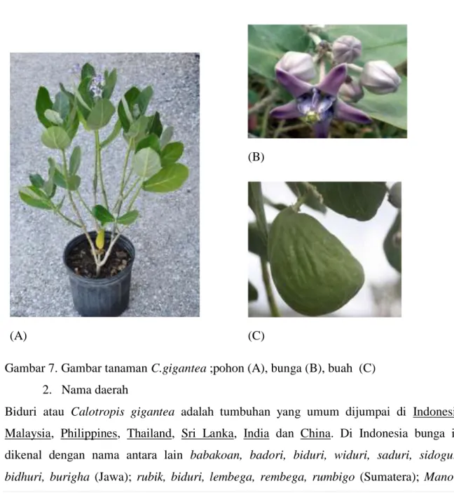 Gambar 7. Gambar tanaman C.gigantea ;pohon (A), bunga (B), buah  (C)  2.  Nama daerah 