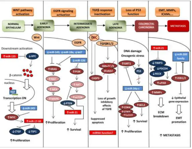 Gambar  9.  Patogenesis  kanker  kolorektal  :(APC  -  adenomatous  polyposis  coli,  CTGF  -  connective  tissue  growth  factor,  TSP1  -thrombospondin  1,  EGFR  -  epidermal  growth  factor receptor, mTOR - mechanistic target of rapamycin, PTEN - phosp