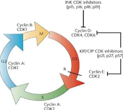 Gambar 10.  Regulasi Cyclin/CDK dalam setiap fase daur sel. Komplek cyclin D/CDK4/6  berperan  dlam  awal  transisi    sampai  pertengahan  fase  G1