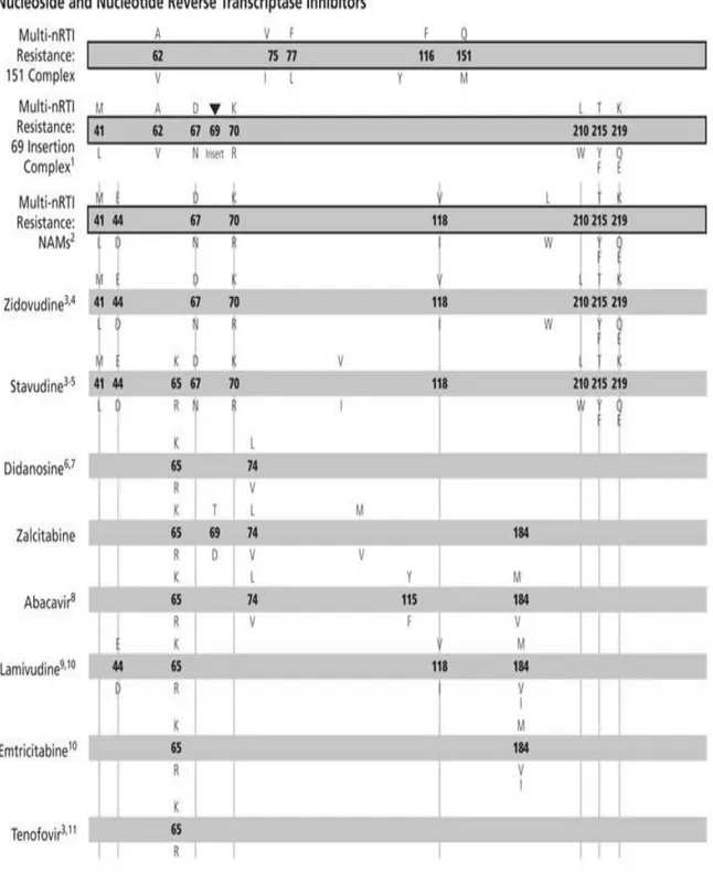 Gambar 2.8 : Pola mutasi berhubungan dengan resisten NRTI (dikutip dari Johnson,  2004) 