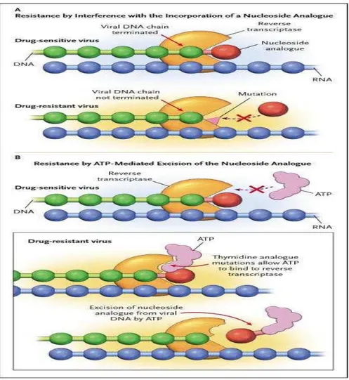 Gambar 2.9. Skema mekanisme resistensi NRTI (dikutip dari Clavel dan Hance, 2004)  2.8.1.2  Resisten terhadap NNRTI 