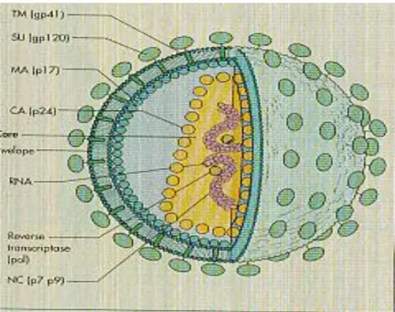 Gambar 2.1 : Struktur HIV (dikutip dari Murray et al, 2002) 