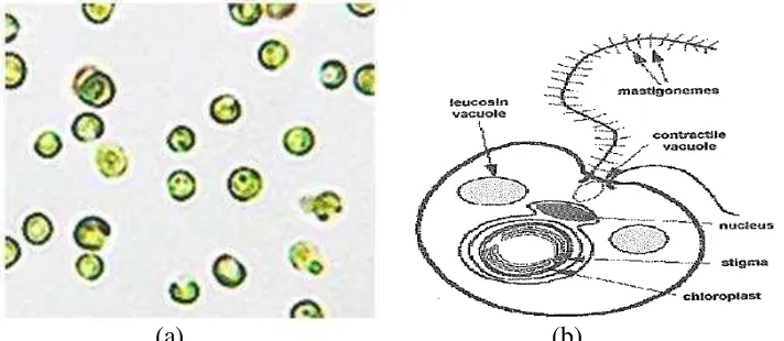 Gambar 1. (a) Nannochloropsis sp (b) Sruktur sel Nannochloropsis sp. 