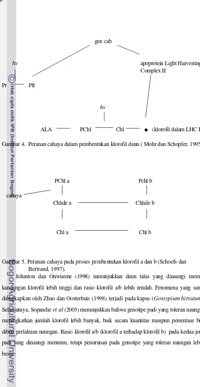 Gambar 4.  Peranan cahaya dalam pembentukan klorofil daun ( Mohr dan Schopfer, 1995) 