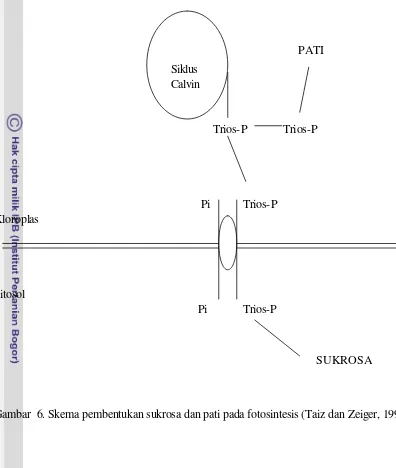 Gambar  6. Skema pembentukan sukrosa dan pati pada fotosintesis (Taiz dan Zeiger, 1991) 