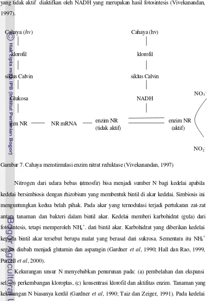Gambar 7. Cahaya menstimulasi enzim nitrat reduktase (Vivekanandan, 1997) 